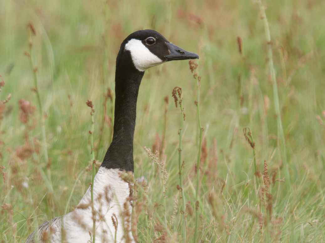 Photo of Canada Goose